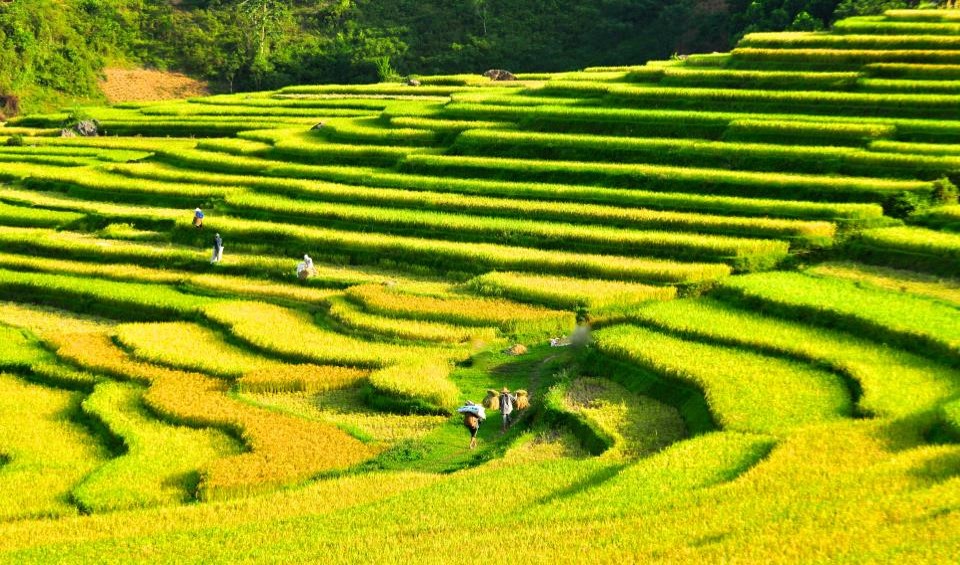 Pu-Luong-nature-reserve-rice-terraces-Vietnam