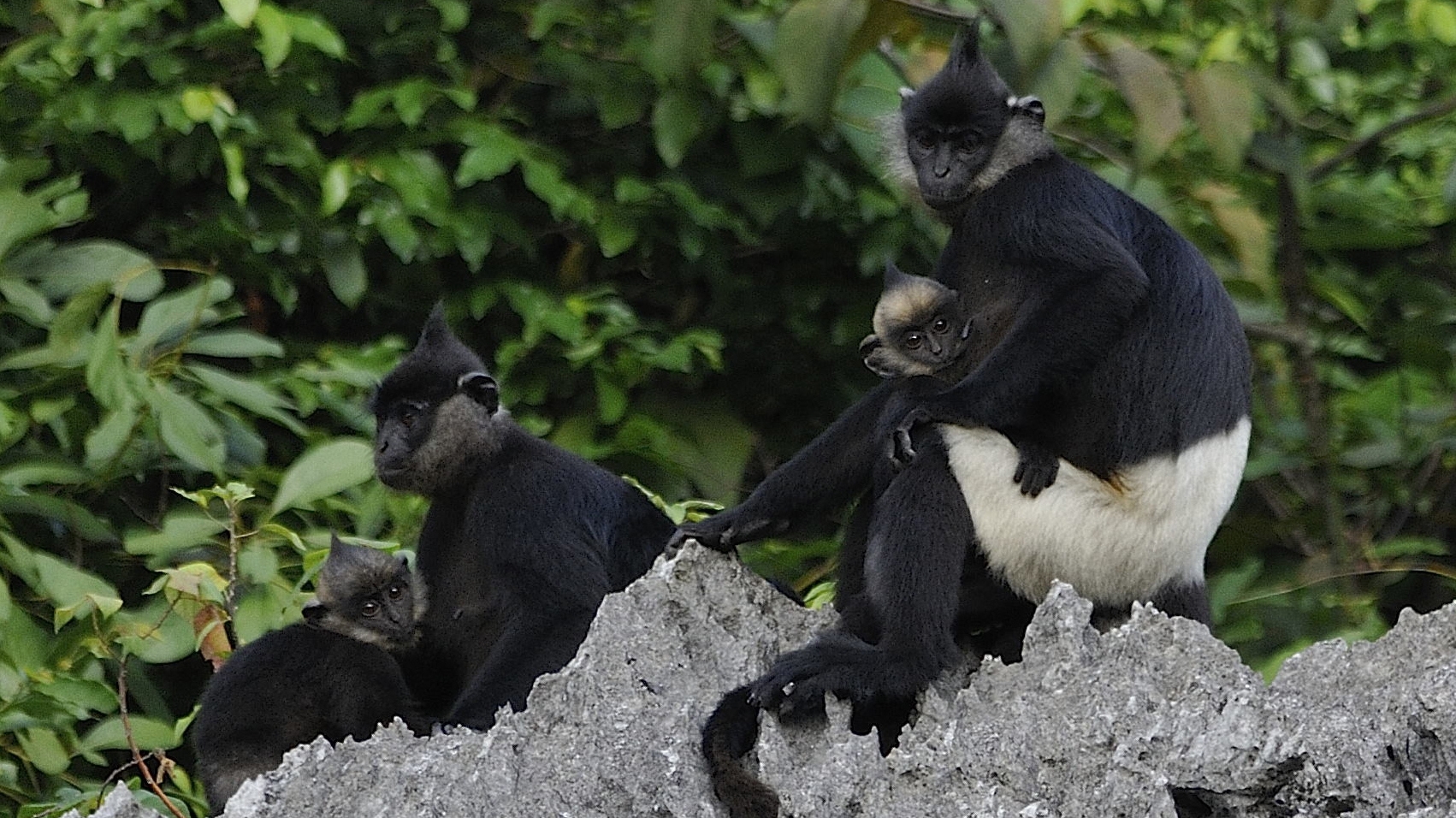 Langur is one of the endangered animals preserved in Cuc Phuong National Park