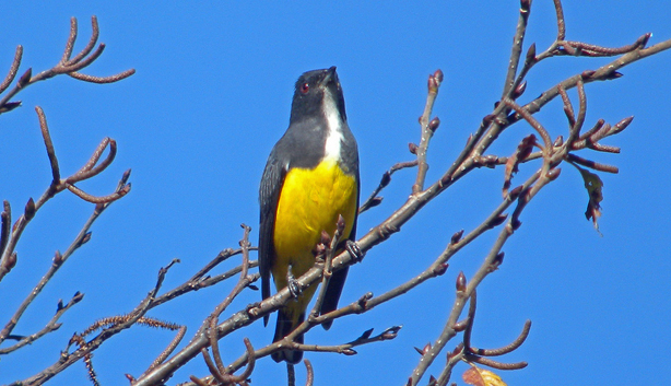 Bird in Mount Victoria - Myanmar