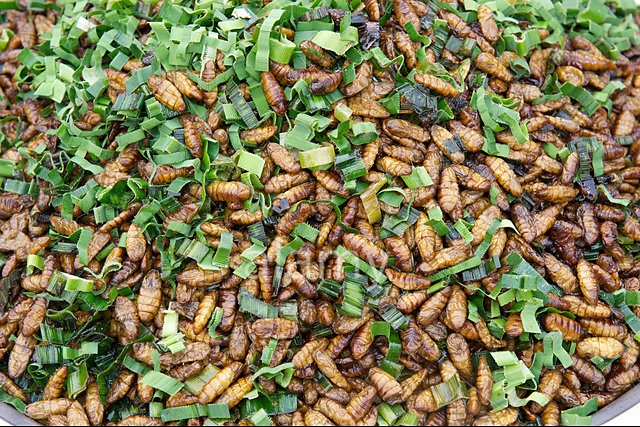 Cambodia-fried-larvae