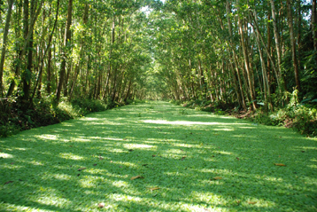 Lung Ngoc Hoang Nature Reserve